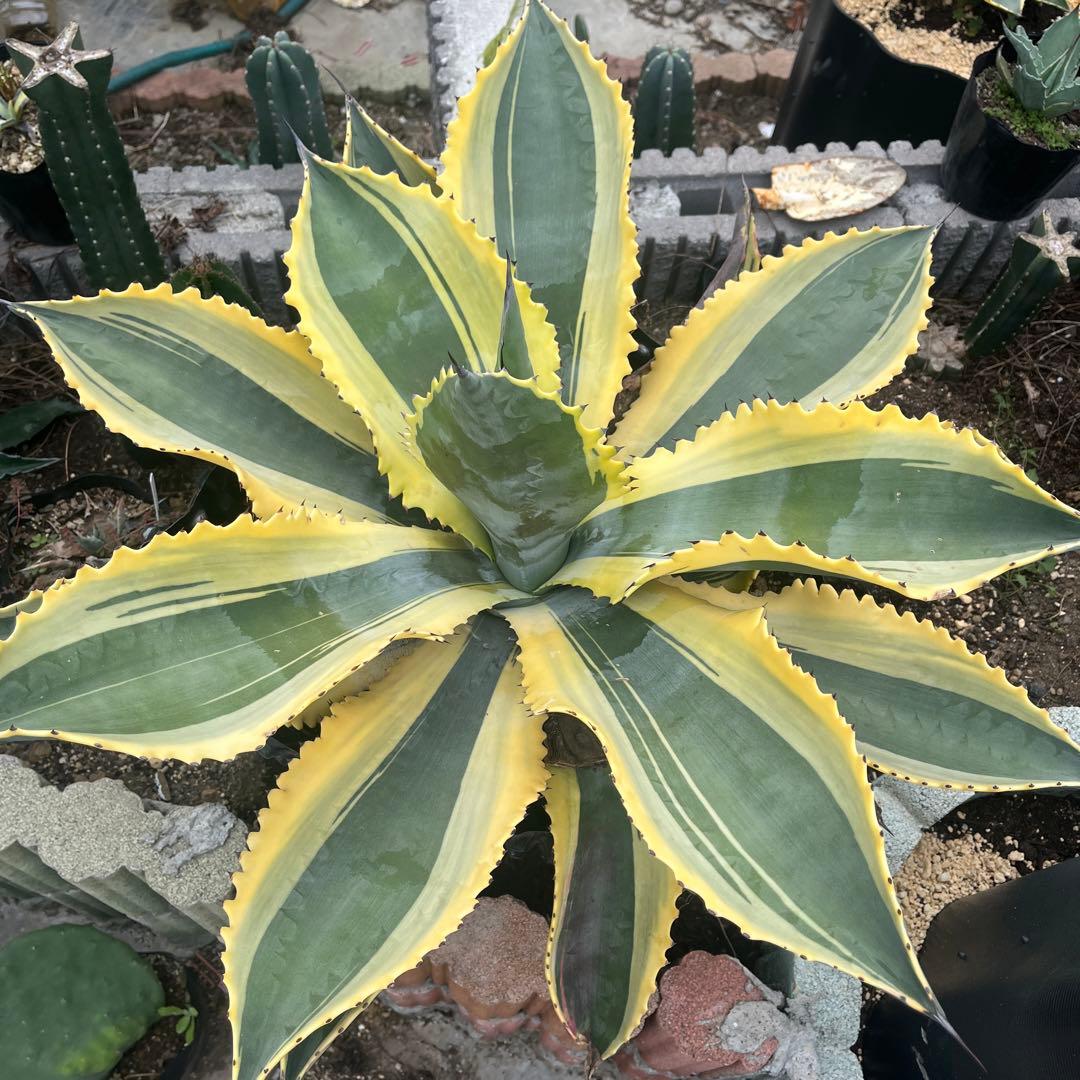 アガベ リップルエフェクト　幅70cm