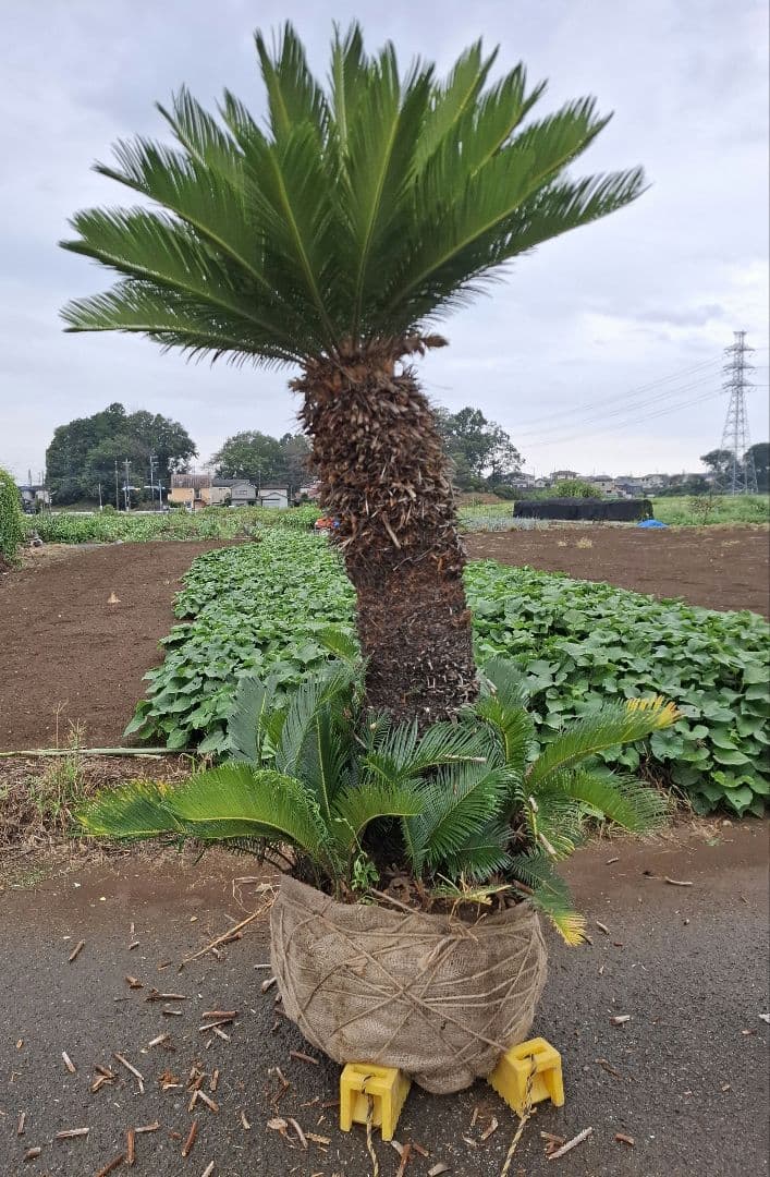 ソテツ 蘇鉄 ーー ココス ヤシ アガベ ドラセナ ―ー