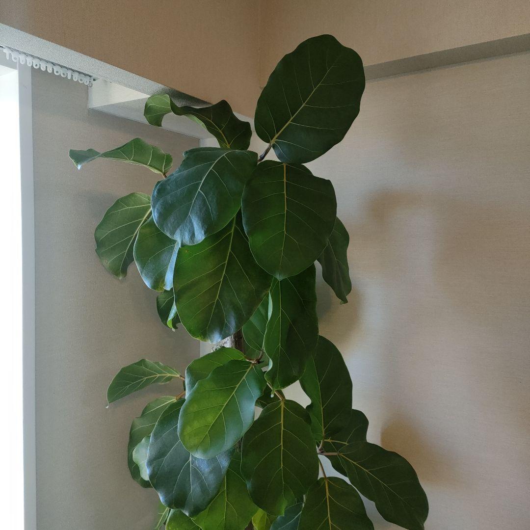 アフリカンプリンス 約1.7mストレート10号サイズ