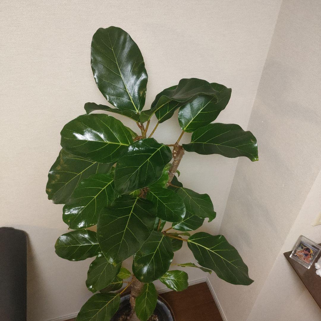 アフリカンプリンス 約1.7mストレート10号サイズ