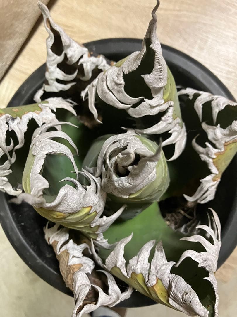 アガベ　チタノタ　悪魔くん　シチリア　スーパーチタノタ　胴切り天　大株