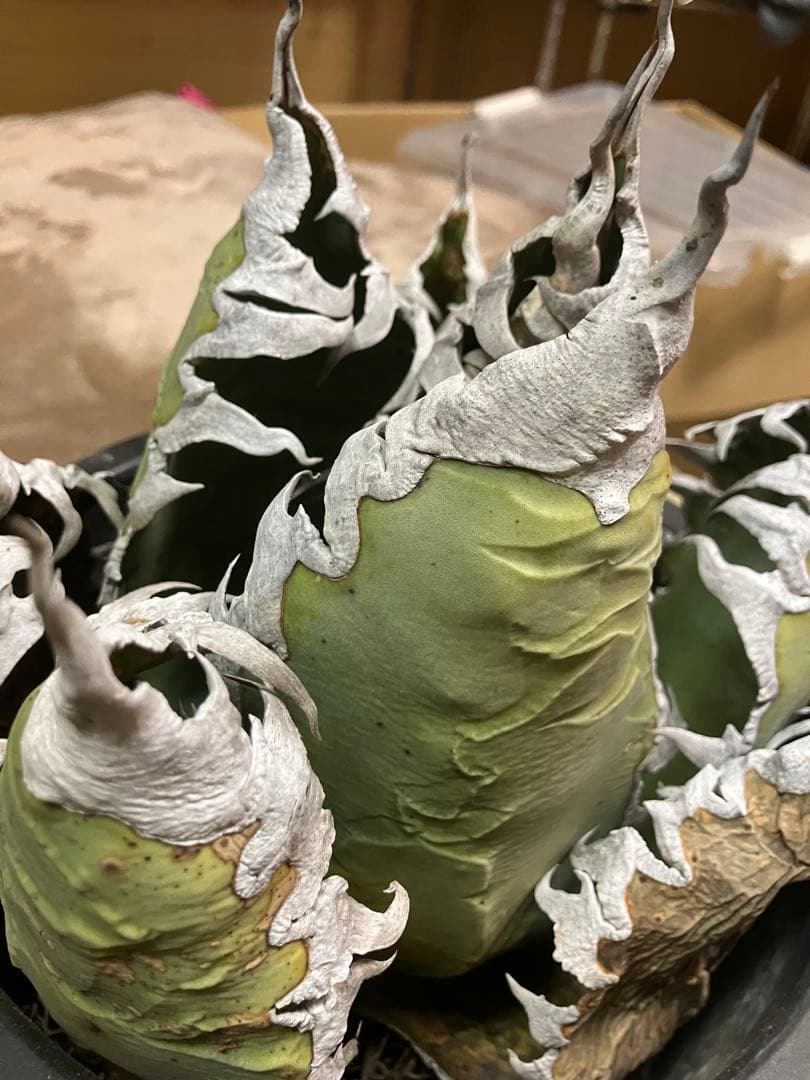 アガベ　チタノタ　悪魔くん　シチリア　スーパーチタノタ　胴切り天　大株