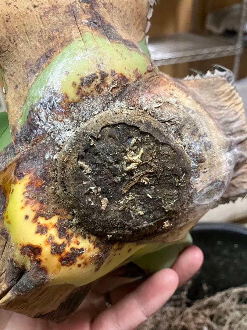 アガベ　チタノタ　悪魔くん　シチリア　スーパーチタノタ　胴切り天　大株