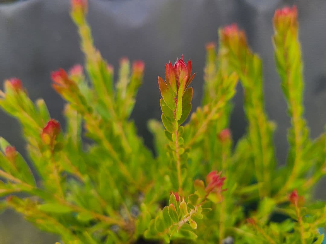 新品種アカシア「レッドハート」6号鉢②