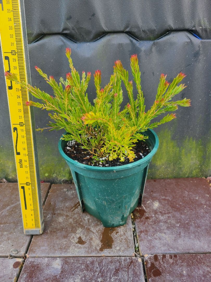 新品種アカシア「レッドハート」6号鉢②