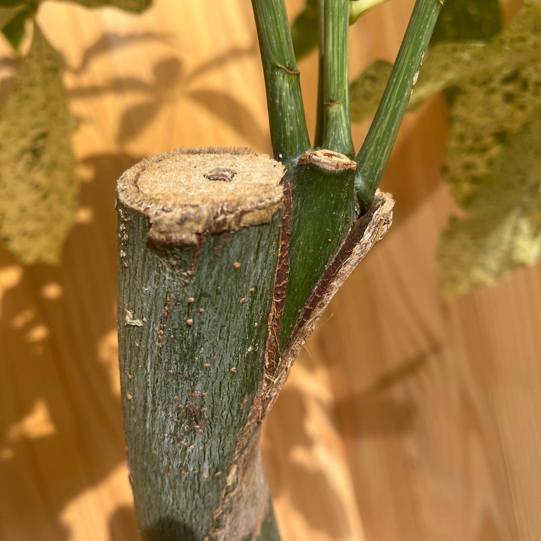 パキラ ミルキーウェイ 【クリスマス感謝祭】