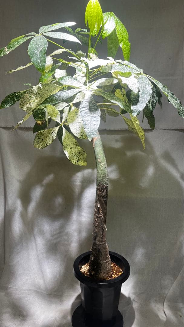 パキラ ミルキーウェイ 【クリスマス感謝祭】