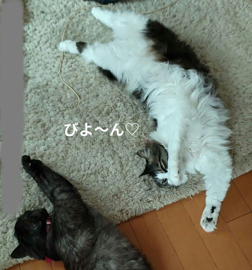 十三郎☆彡☘️ページ•*¨*•.¸♬︎