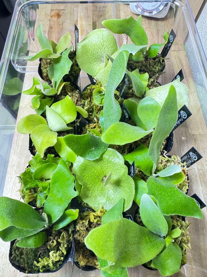 ビカクシダ　15種 ①