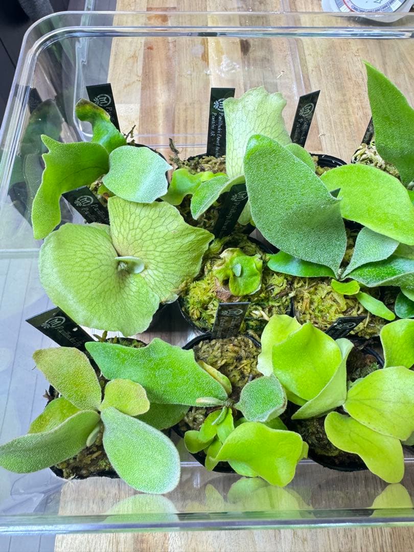 ビカクシダ　15種 ①