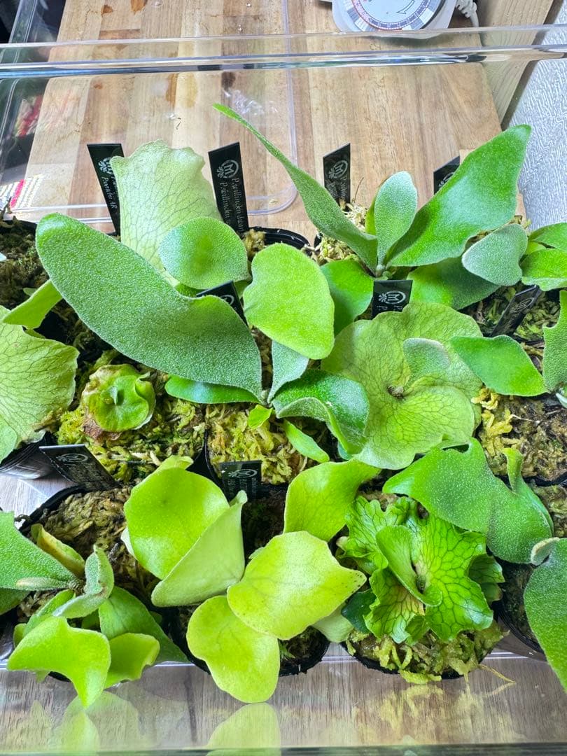 ビカクシダ　15種 ①