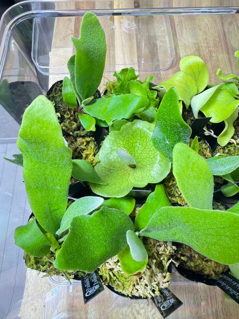 ビカクシダ　15種 ①