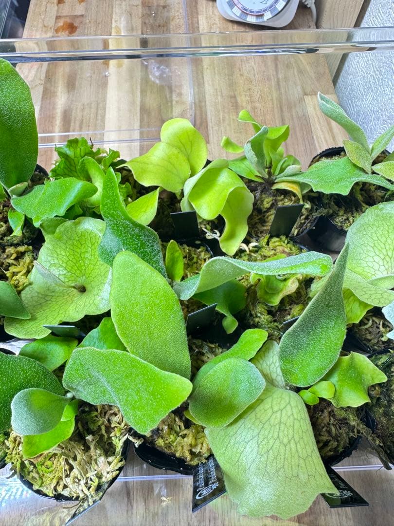 ビカクシダ　15種 ①