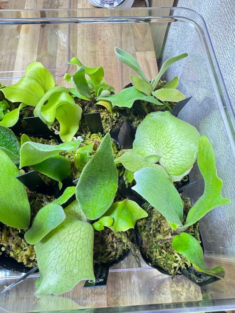 ビカクシダ　15種 ①