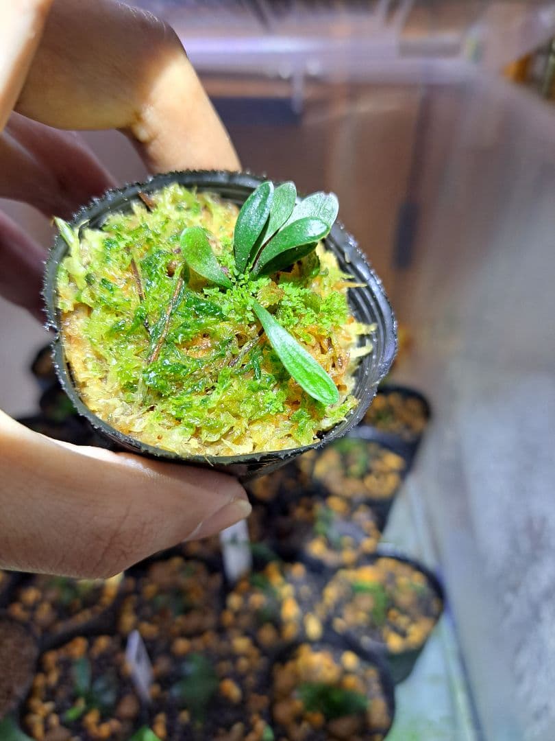 熱帯植物　シダ　希少種　Haplopteris heterophylla 台北産