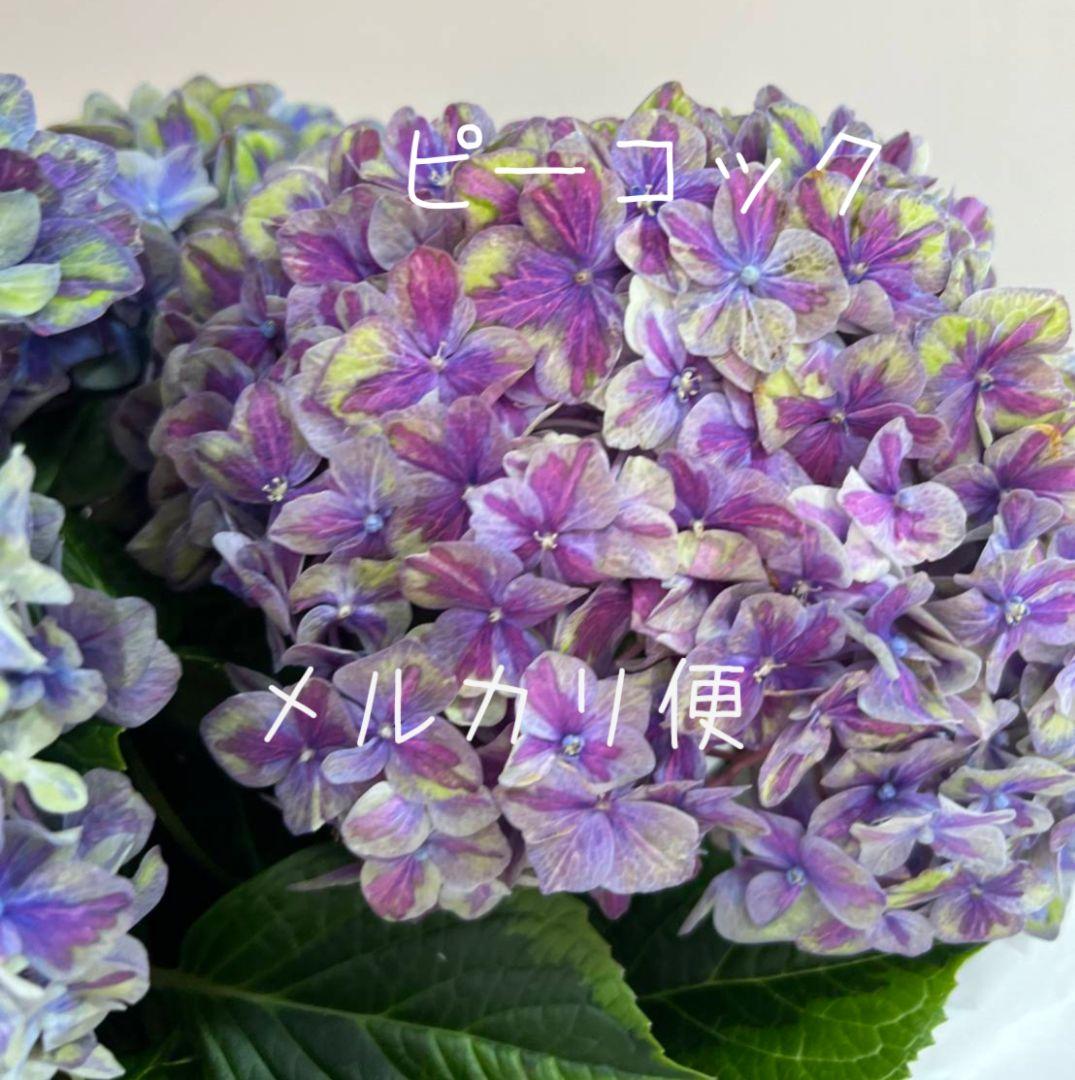 ❀ご購入前にコメントお願い致します❀　輸入アジサイ　苗