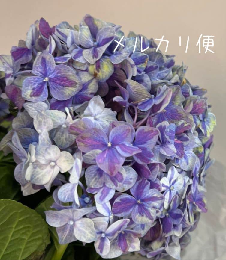 ❀ご購入前にコメントお願い致します❀　輸入アジサイ　苗