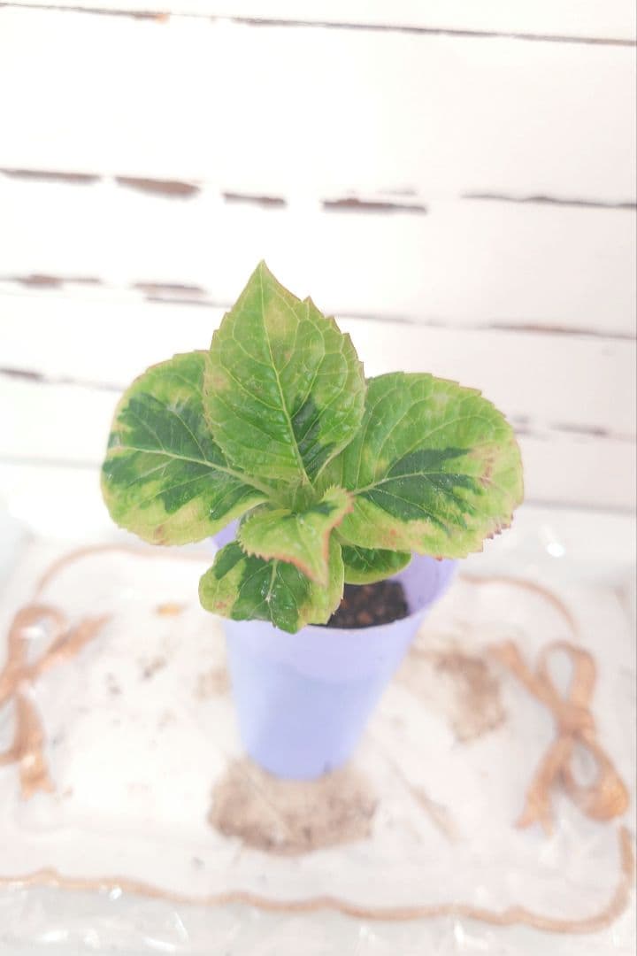 ❀ご購入前にコメントお願い致します❀　輸入アジサイ　苗