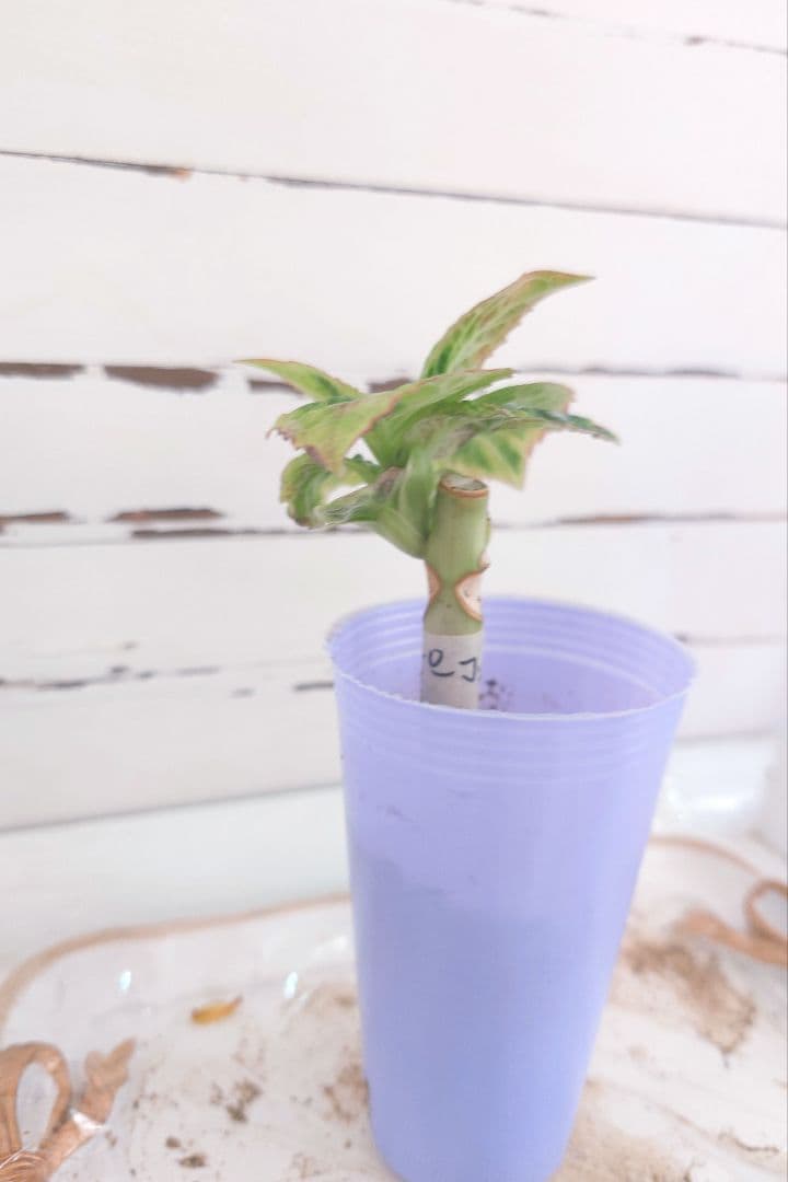 ❀ご購入前にコメントお願い致します❀　輸入アジサイ　苗