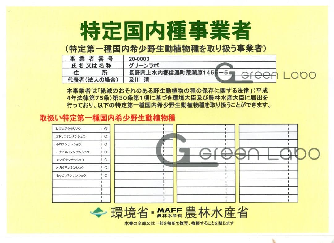 yoranda 　ホロテンナンショウ 開花見込み球×２