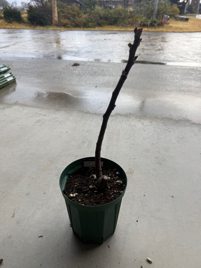 Martinenca De Miner イチジク いちじく 穂木 苗