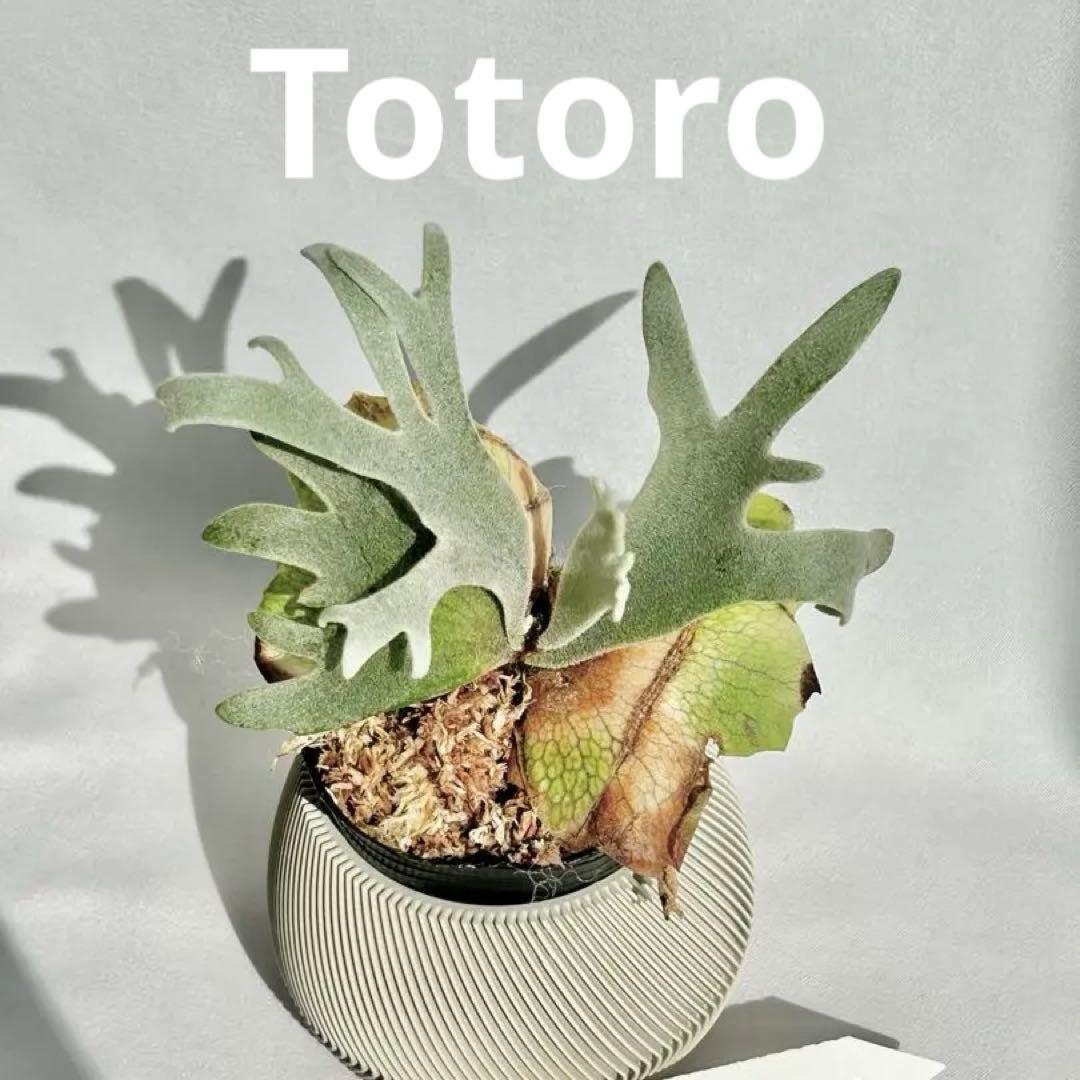 【メルカリ便】P. Willinckii Totoro' （spore）【96】