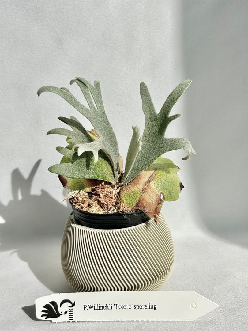 【メルカリ便】P. Willinckii Totoro' （spore）【96】