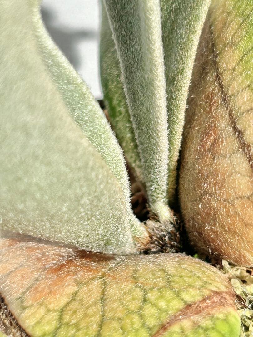 【メルカリ便】P. Willinckii Totoro' （spore）【96】