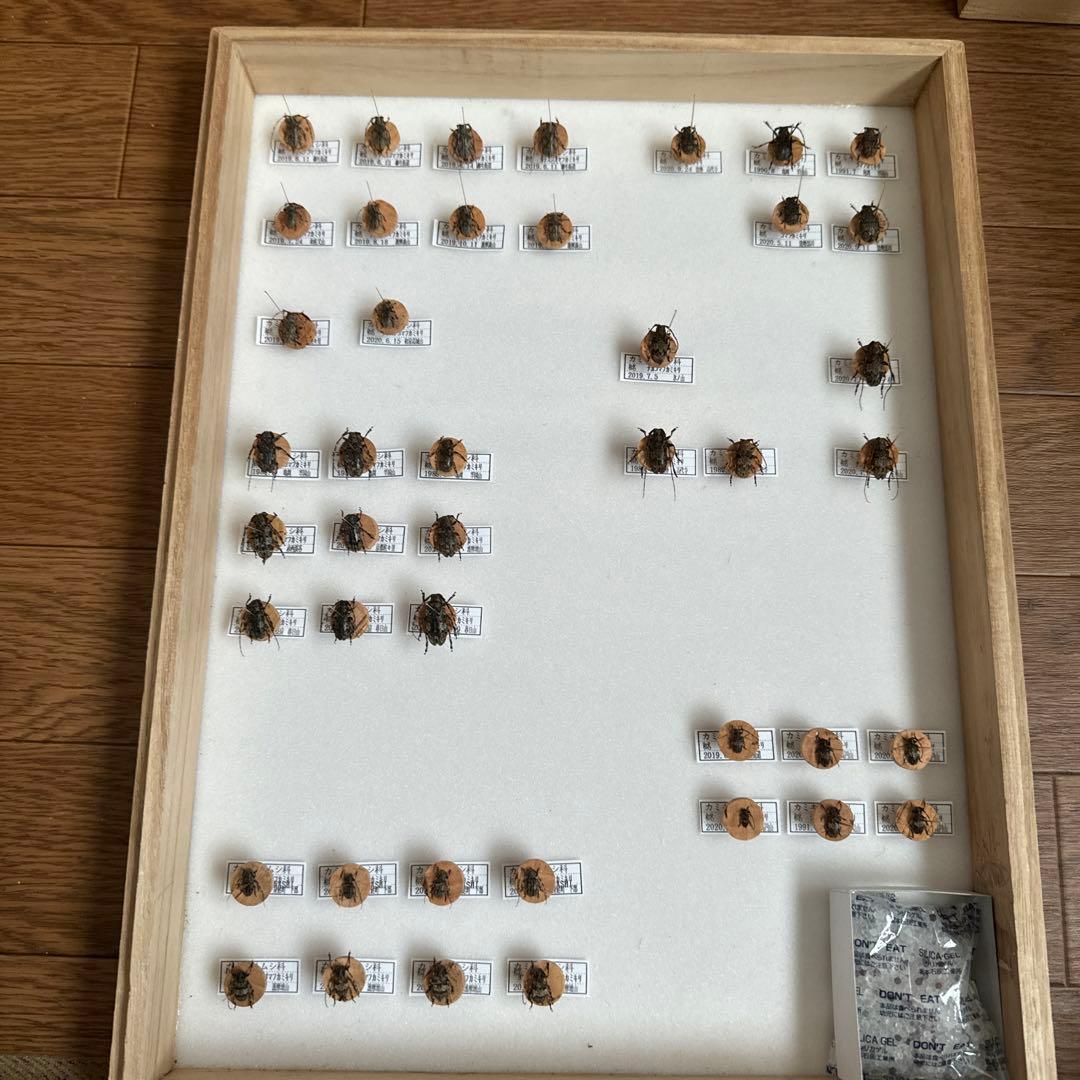 カミキリムシ標本❌3