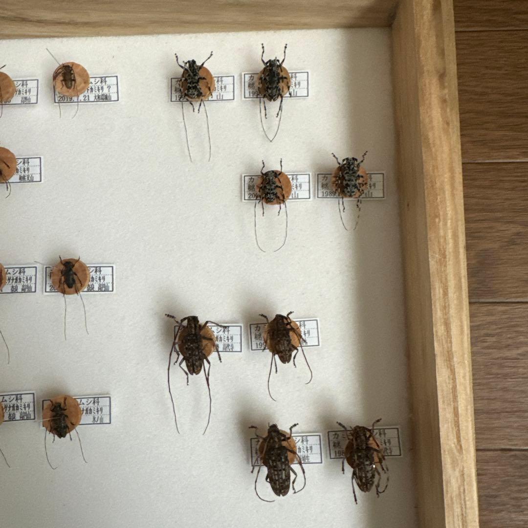 カミキリムシ標本❌3