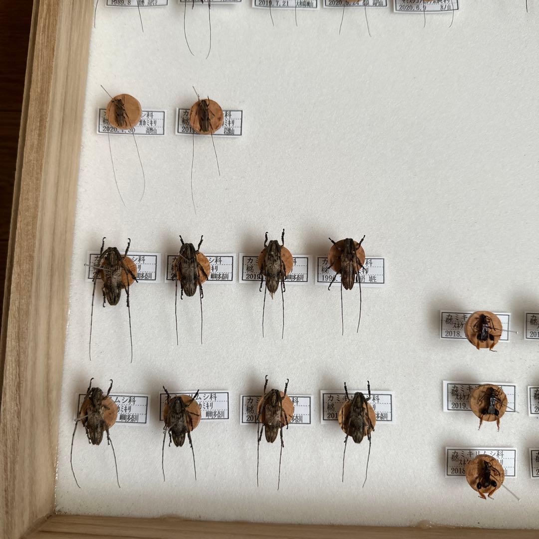 カミキリムシ標本❌3