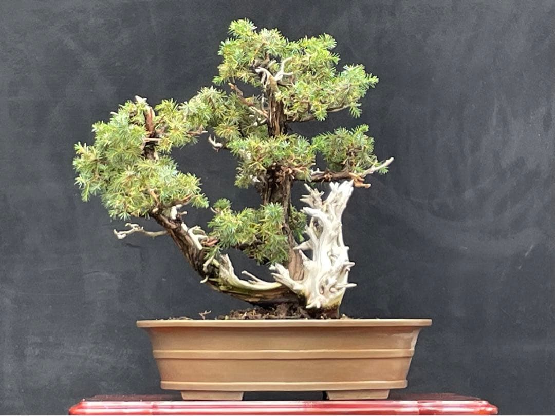 三河盆栽　盆栽愛好家在庫放出セール　杜松　盆栽