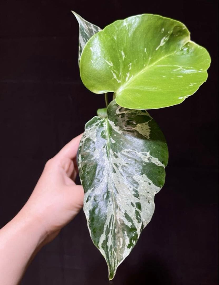 モンステラ　ベトシオーサ