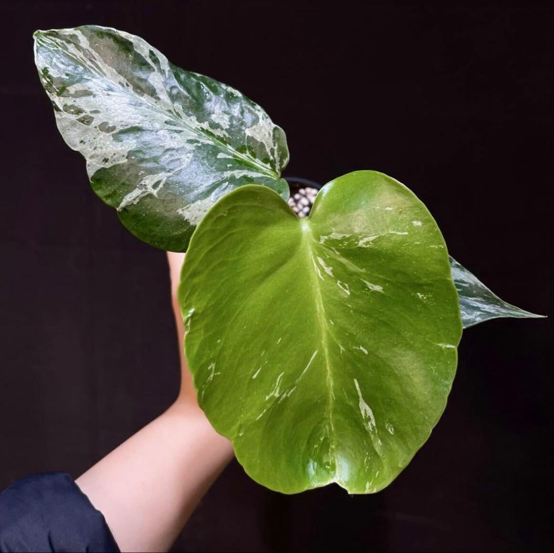 モンステラ　ベトシオーサ