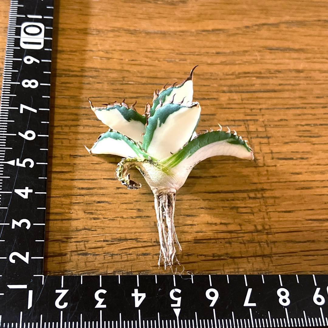 サ*店様 【オークション】選抜　強棘　美株　アガべ　チタノタ　太陽神錦　白中斑