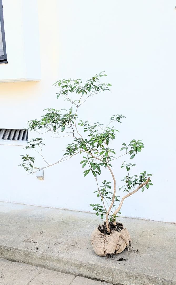 極。山採りアセビ。