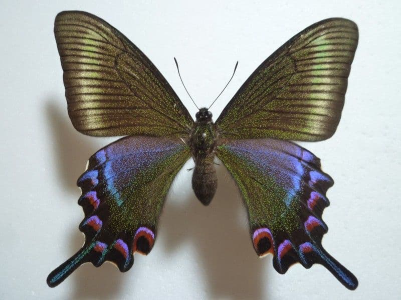 【国産蝶標本】ミヤマカラスアゲハ♀/長崎県.対馬産/96mm