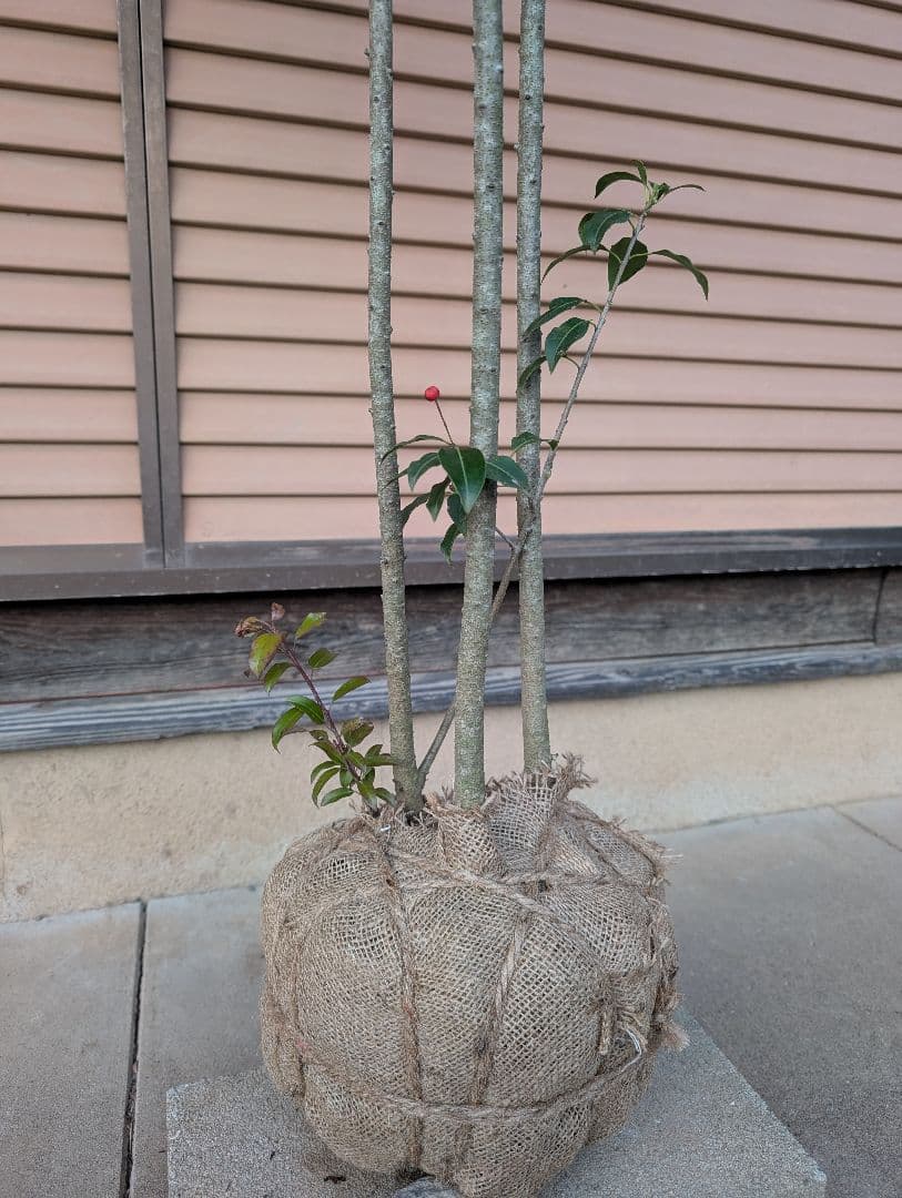 ソヨゴ　株立　雌株　②