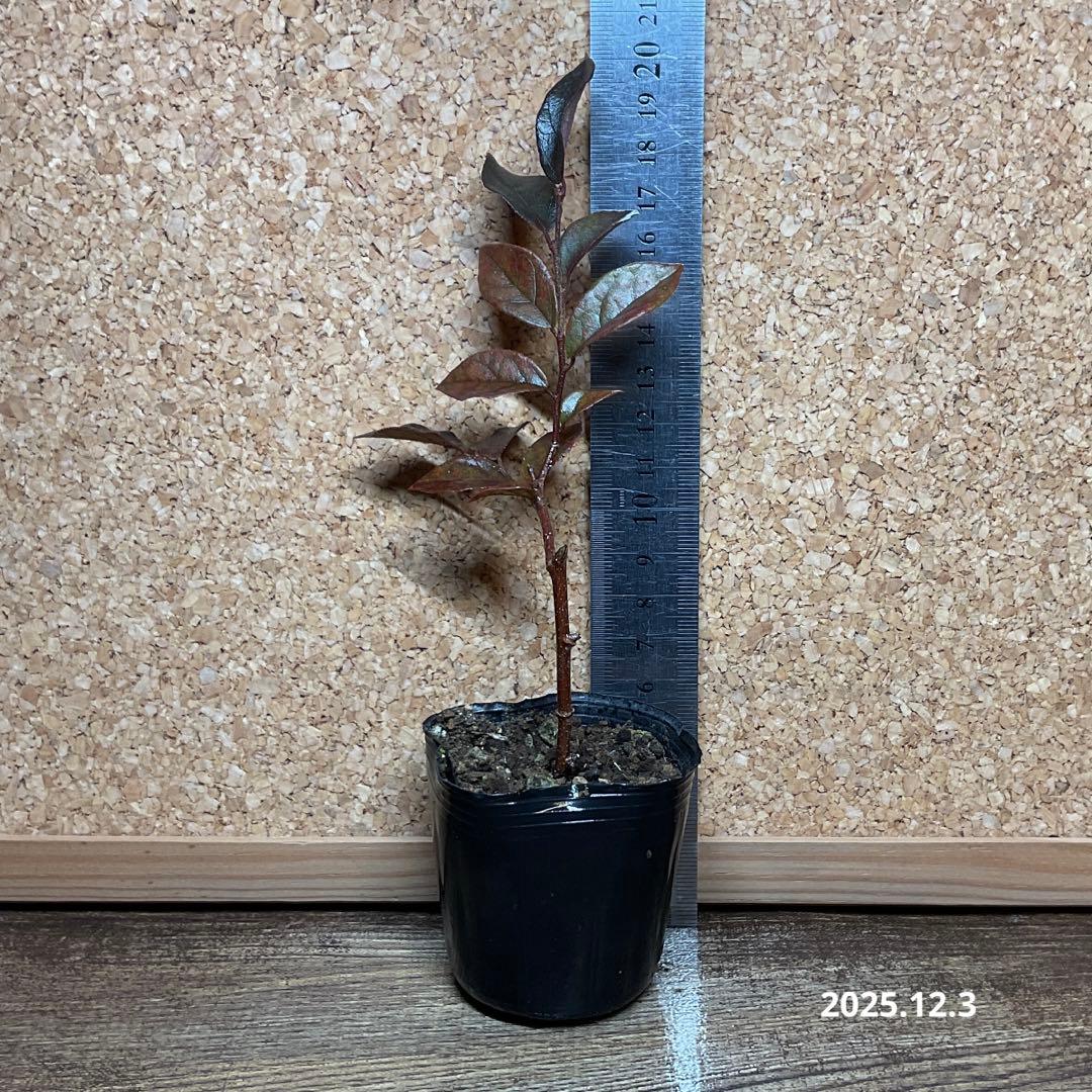 140.　トキワマンサク　抜き苗