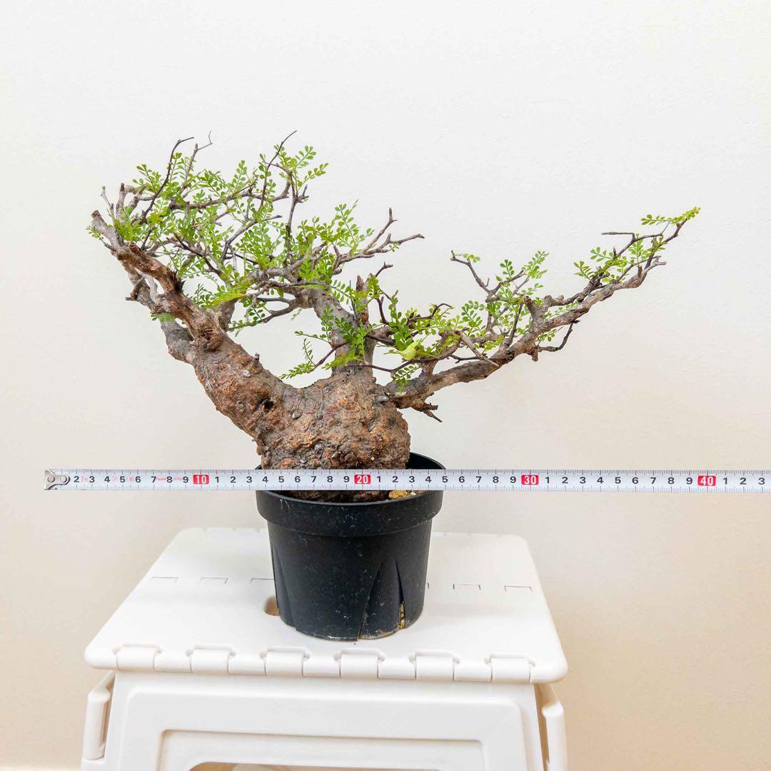 オペルクリカリアパキプス 現地球 発根済み