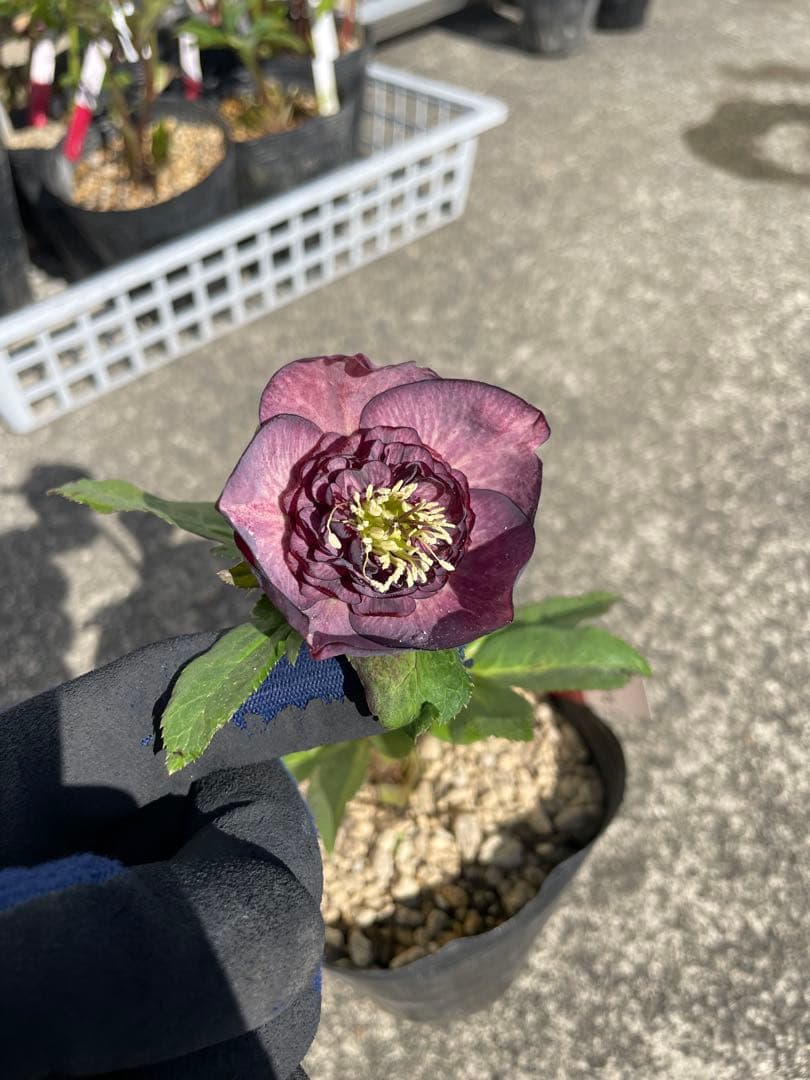 加藤農園 クリスマスローズ セミダブル 交配種