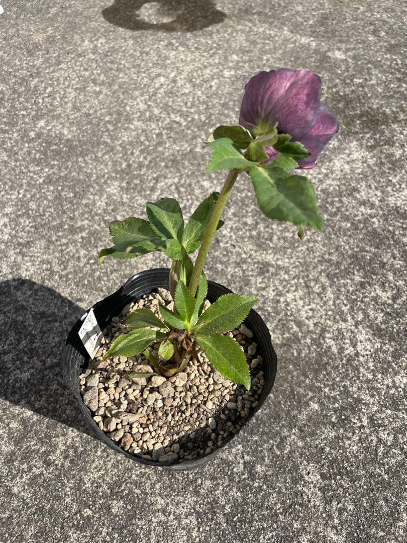 加藤農園 クリスマスローズ セミダブル 交配種