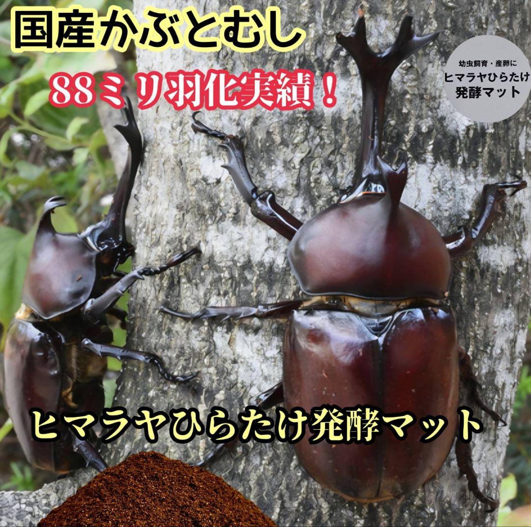 カブトムシの産卵に抜群！ヒマラヤひらたけ発酵マット【60L】雑虫がわきません！