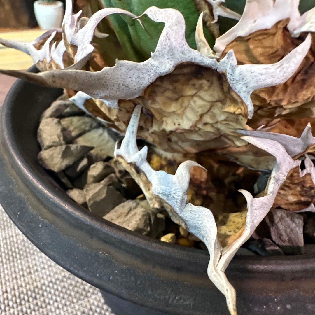 アガベ チタノタ 白鯨