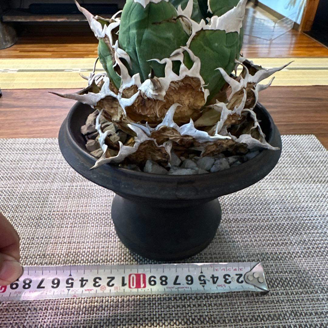 アガベ チタノタ 白鯨