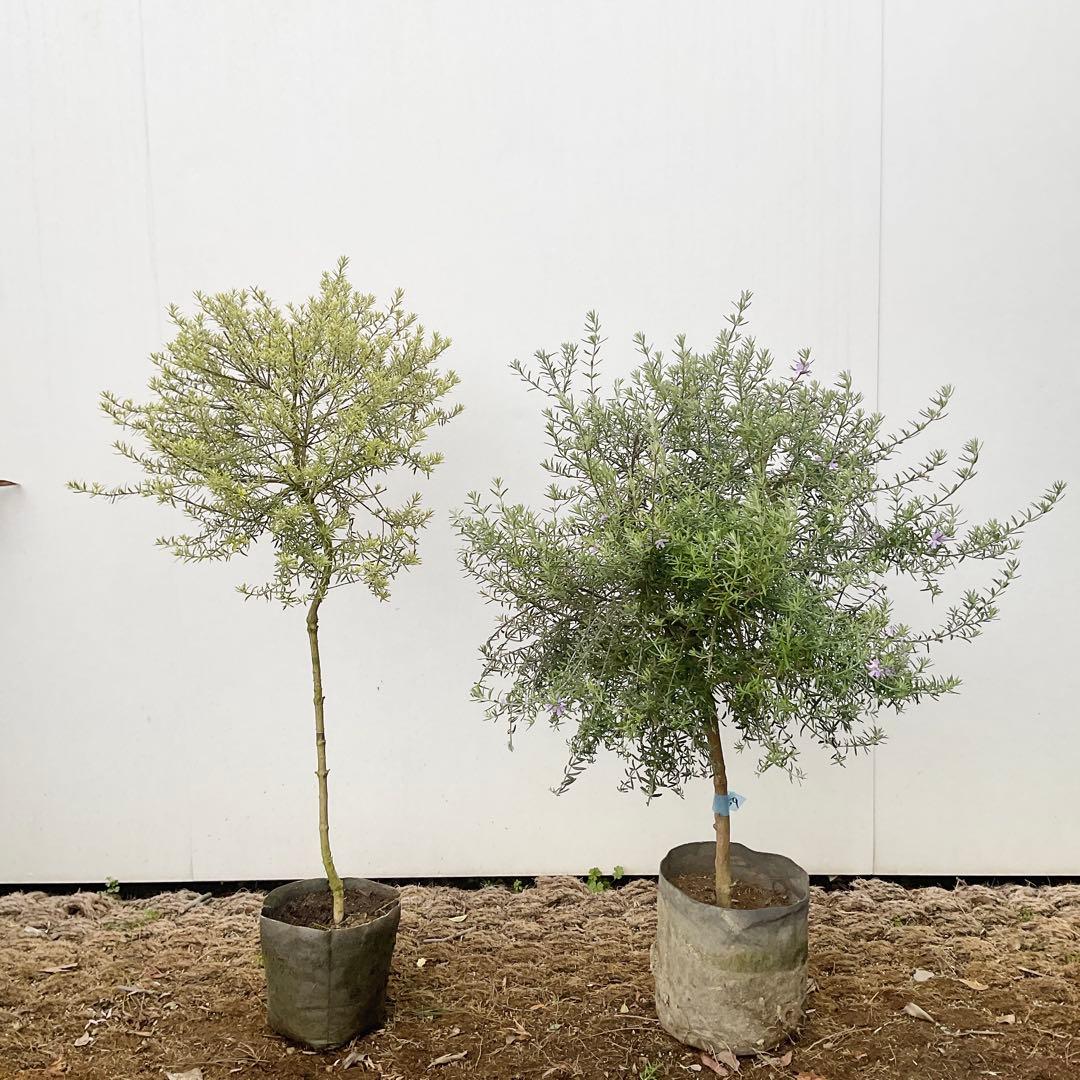 ウエストリンギア　959 とモーニングライト提案品