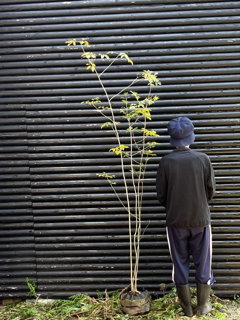 山採り天然　アオダモ　4本株立ち　91