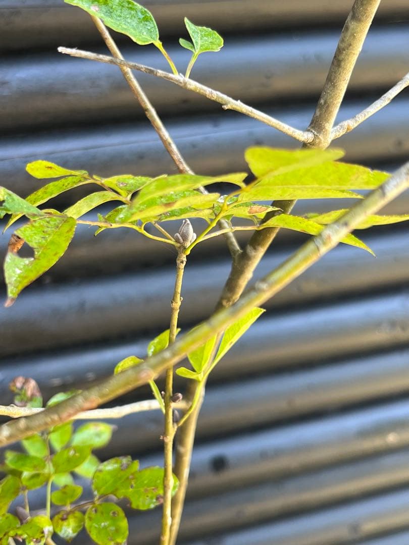 山採り天然　アオダモ　4本株立ち　91