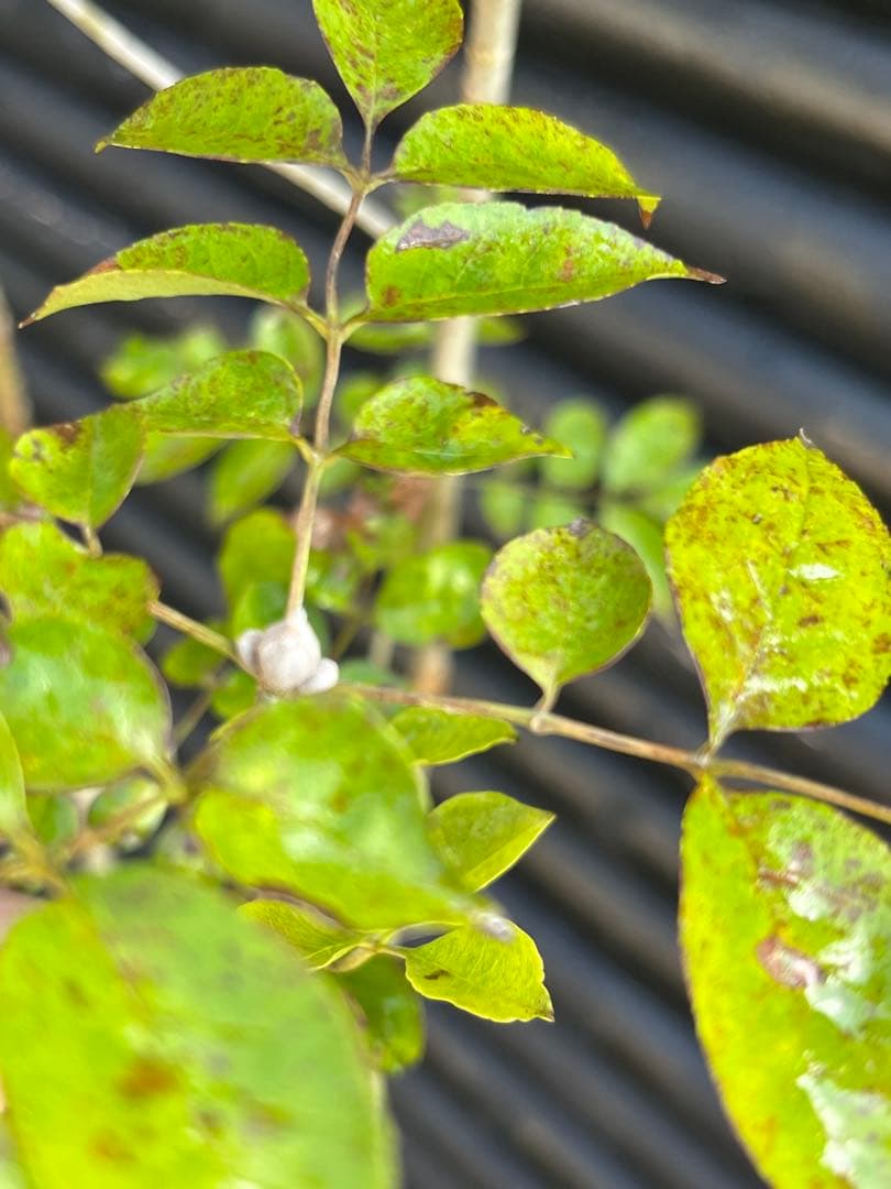 山採り天然　アオダモ　4本株立ち　91