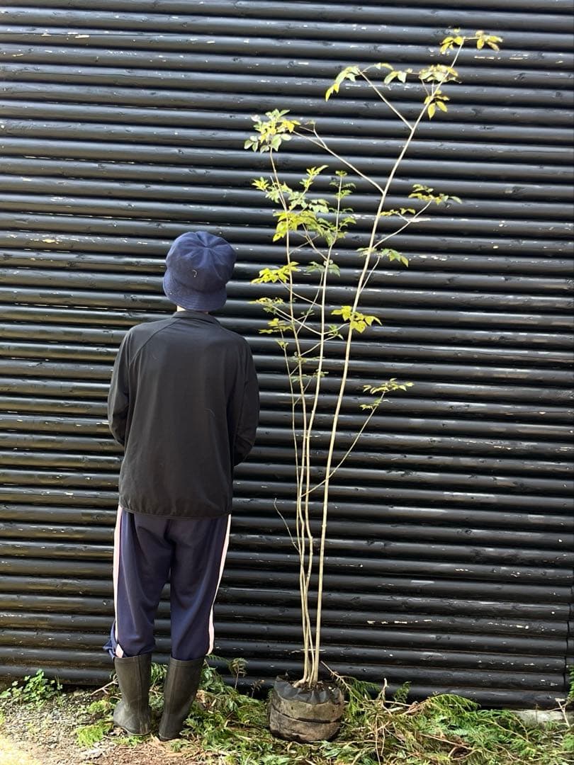 山採り天然　アオダモ　4本株立ち　91